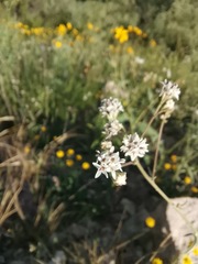 Florestina tripteris