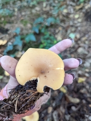 Paralepista flaccida