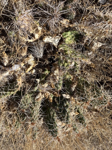 Opuntia × debreczyi, photograph 2