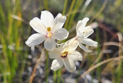 Ixia stenophylla
