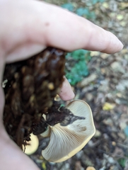 Paralepista flaccida