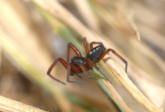 Nurscia albomaculata
