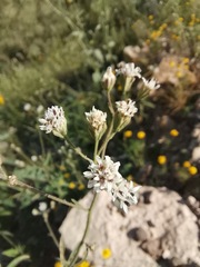 Florestina tripteris