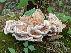 Bondarzewia berkeleyi