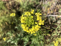 Sisymbrium loeselii