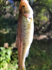 Luxilus chrysocephalus