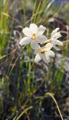 Ixia stenophylla