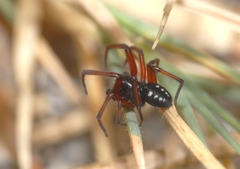 Nurscia albomaculata