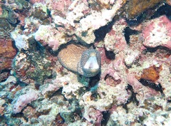 Gymnothorax meleagris