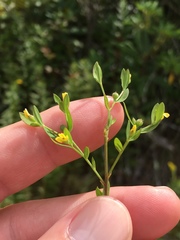 Linum striatum