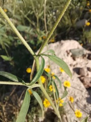 Florestina tripteris