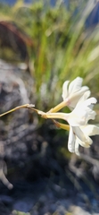 Ixia stenophylla