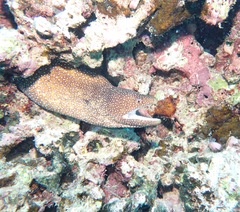 Gymnothorax meleagris