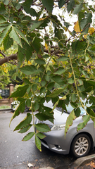 Koelreuteria paniculata