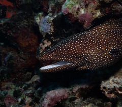 Gymnothorax meleagris