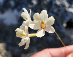 Ixia stenophylla