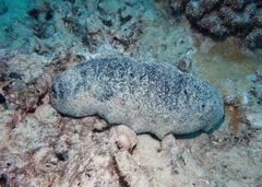 Holothuria whitmaei