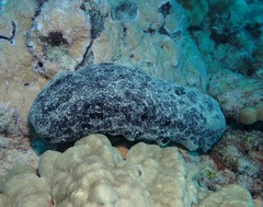 Holothuria whitmaei
