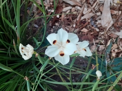 Dietes bicolor