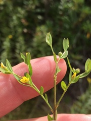 Linum striatum