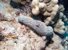 Holothuria atra
