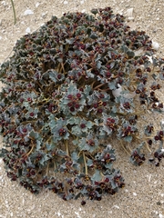 Euphorbia copiapina