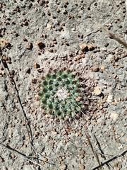 Mammillaria uncinata