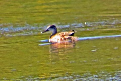 Mareca strepera