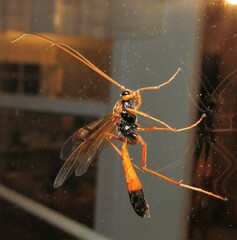 Opheltes glaucopterus barberi