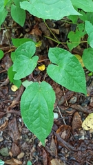 Epimedium