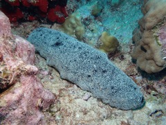 Holothuria whitmaei