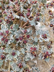Euphorbia copiapina