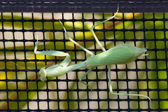 Stagmomantis