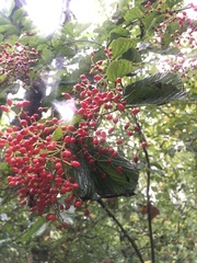 Viburnum