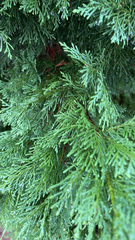 Chamaecyparis lawsoniana