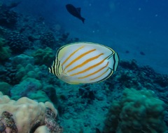 Chaetodon ornatissimus