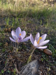 Crocus serotinus