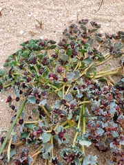 Euphorbia copiapina