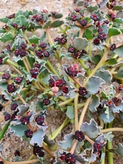 Euphorbia copiapina