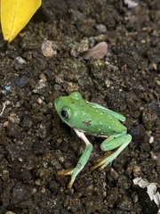 Agalychnis dacnicolor