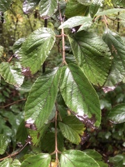 Viburnum