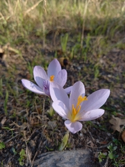 Crocus serotinus