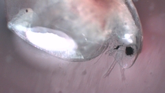 Simocephalus