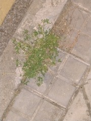 Medicago lupulina