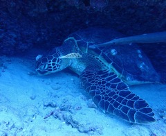 Canthigaster jactator