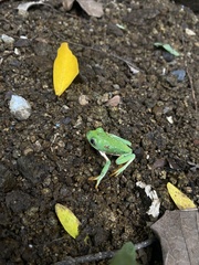 Agalychnis dacnicolor