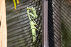 Stagmomantis