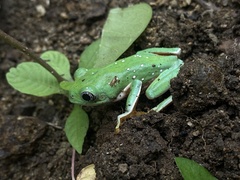 Agalychnis dacnicolor