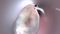 Simocephalus