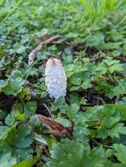 Coprinus comatus